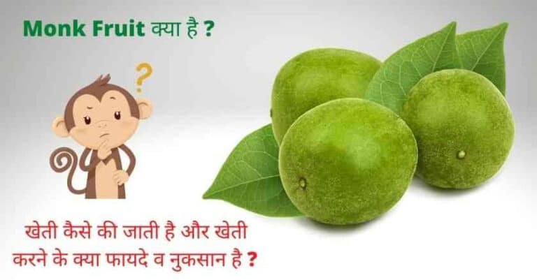 monk fruit in hindi