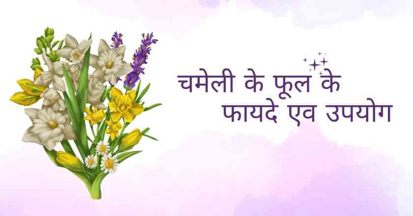 jasmine flower in hindi