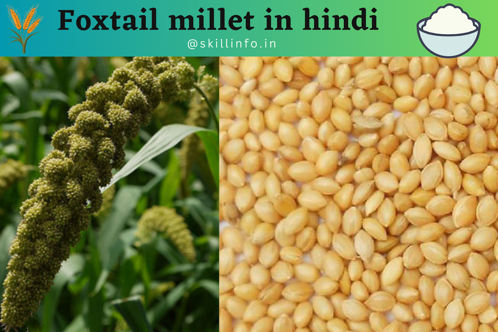 Foxtail millet in hindi